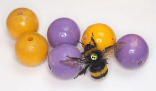 40 mniej znanych ciekawostek o zwierzętach, które wywołały „aww”