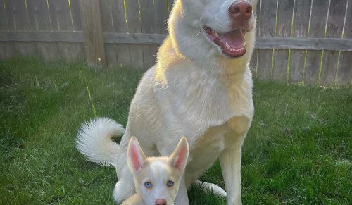 „Seeing Double Edits”: 20 zwierząt spotyka swoje psie wersje — urocze fotomontaże artystki