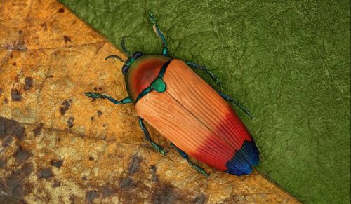 20 oszałamiających zdjęć z bliska zagrożonych owadów