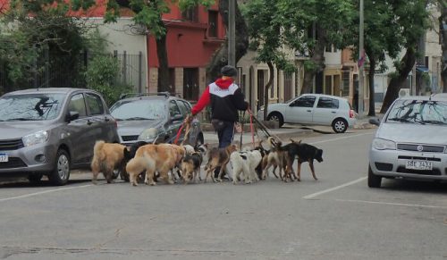45 właścicieli zwierząt opowiadają o największych konfliktach swoich pupili