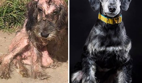 Mężczyzna pokazał 27 niesamowitych metamorfoz psów po uratowaniu