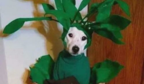 Te 44 memy z psami rozbawią cię do łez