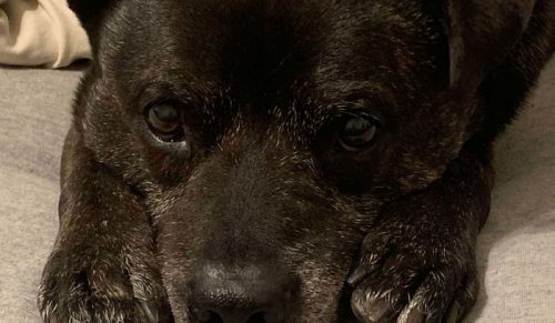 39 najcieplejszych zdjęć uratowanych zwierząt