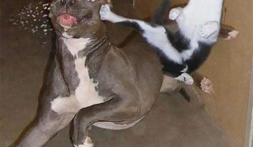 20 zabawnych kocich wersji znanych reżyserów