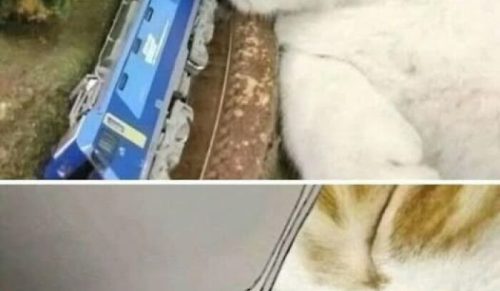 50 zdjęć dla tych, którym dziś potrzebny jest mocniejszy śmiech