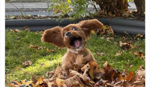 80 Uroczych Psów Ocenionych Przez Kultową Stronę „We Rate Dogs”