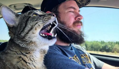 Grupa, w której ludzie dzielą się zdjęciami kotów krzyczących tak głośno, że niemal je słychać
