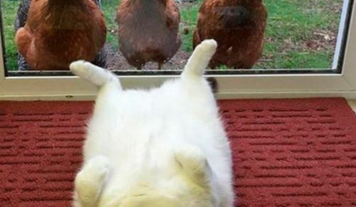 71 zabawnych memów ze zwierzętami, które poprawią Ci humor