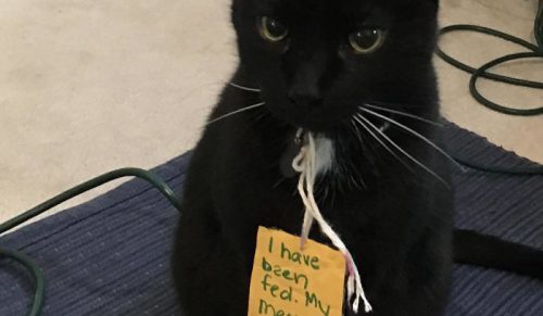 27 zabawnych zwierzaków publicznie zawstydzonych za psoty