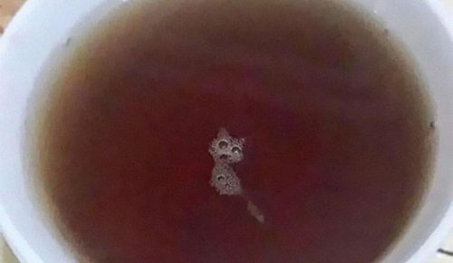 30 razy, gdy ludzie znaleźli koty w zupełnie nieoczekiwanych miejscach i zrobili im zdjęcia