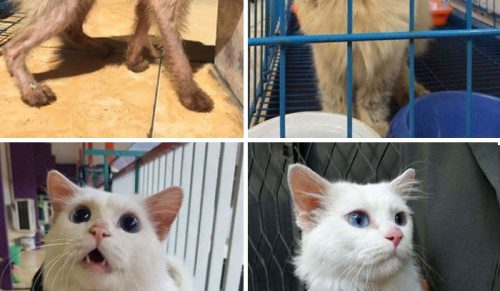 Społeczność online pokazuje, jak wyglądały adoptowane koty wtedy i teraz