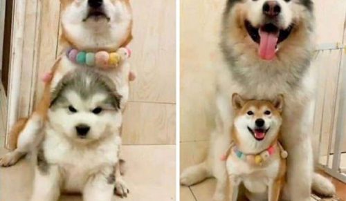 39 zdjęć alaskańskich malamutów — największe puchy