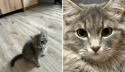 Najpiękniejsze przemiany z „Cat Grows”: 50 rozczulających metamorfoz z naszej społeczności