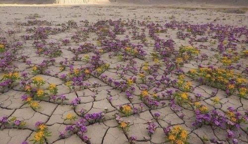 50 subtelnie ciekawych zjawisk przyrody, które zaskakują