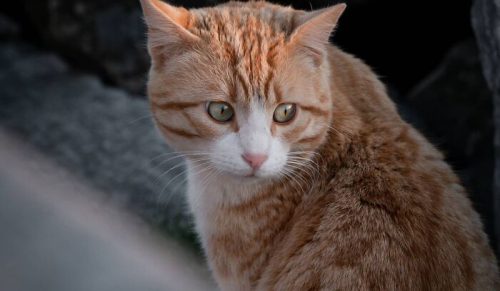 19 ulicznych kotów uchwyconych w idealnym momencie