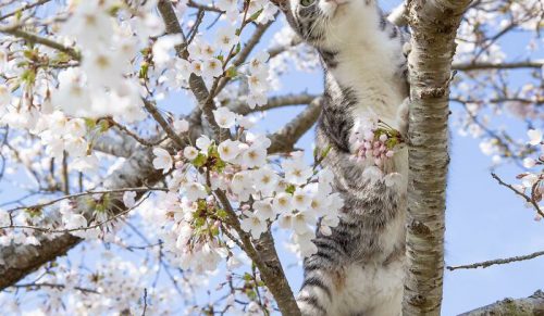 Świętując dziwaczny i zabawny świat kotów: 62 najlepsze zdjęcia Masayuki Oki