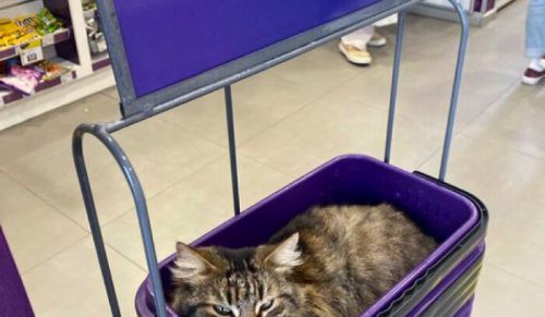 40 kotów, które uznały sklepiki osiedlowe za swoje naturalne środowisko