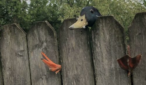 Zdjęcia zwierząt uwikłanych w tarapaty