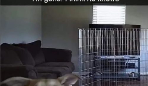 57 uroczych memów z psami, gdy życie robi się za głośne