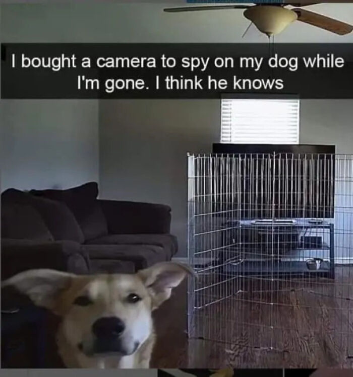 57 uroczych memów z psami, gdy życie robi się za głośne