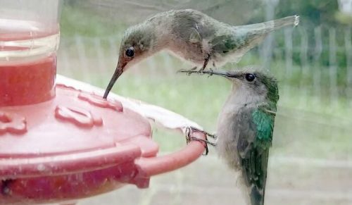34 zdjęcia zwierząt, które udowadniają, że natura ma świetne poczucie humoru