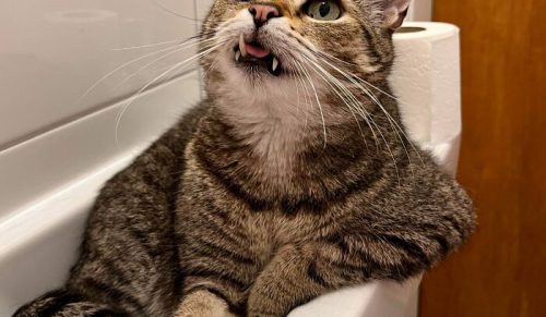 48 uroczych zdjęć kotów robiących swoje w najbardziej rozbrajający sposób