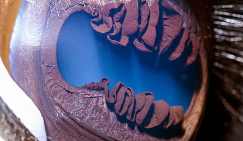 Ormiański fotograf pokazuje, jak niezwykłe są oczy zwierząt