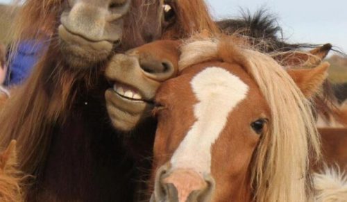 50 zabawnych i uroczych zwierzęcych „selfie”, które mogłyby być okładkami płyt