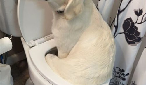 79 niezręcznych zwierzaków, którym zupełnie nie zależy na wyglądzie