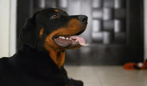 58 przerażających spotkań ze zwierzętami