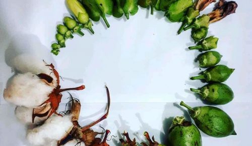 Ludzie dzielą się zdjęciami cykli życia różnych organizmów