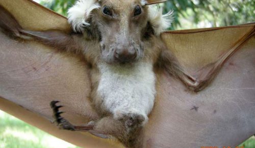 30 gatunków nietoperzy, które wyglądają zbyt dziwacznie, by uwierzyć, że to nietoperze