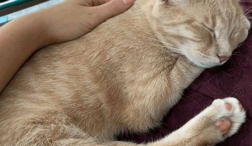 50 chwil, kiedy zwierzęta postanowiły, że pora na drzemkę — bez względu na miejsce