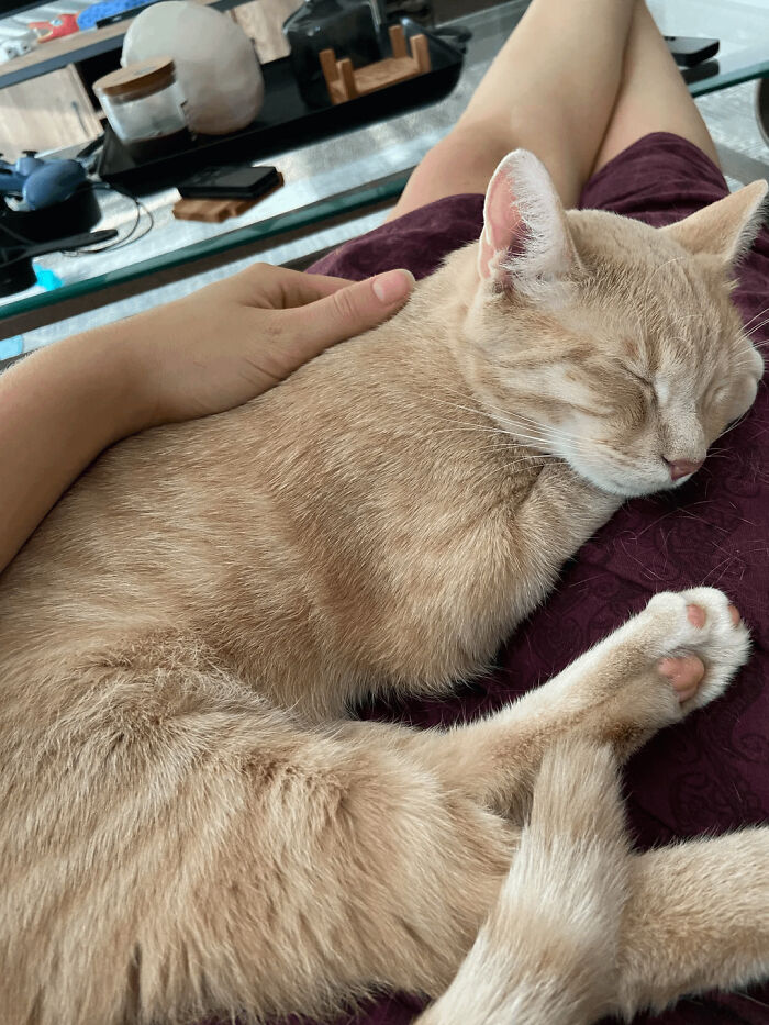 50 chwil, kiedy zwierzęta postanowiły, iż pora na drzemkę — bez względu na miejsce