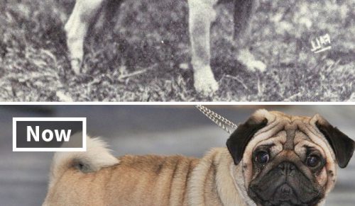 Wpływ selektywnej hodowli: rasy psów dziś kontra sto lat temu