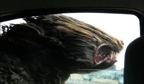 39 razy, gdy psiaki zachowywały się absurdalnie w samochodach