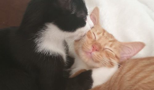 40 Najpiękniejszych Zdjęć Zaadoptowanych Zwierząt Tego Miesiąca