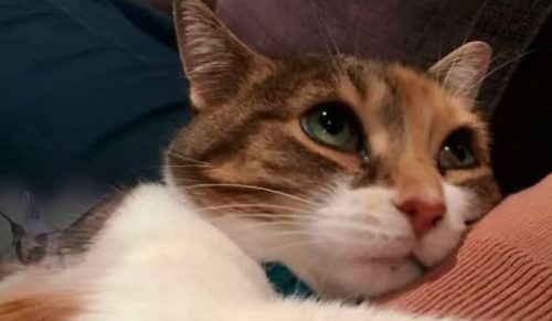 38 zdjęć kotów tak uroczych i chaotycznych, że natychmiast poprawią Ci humor