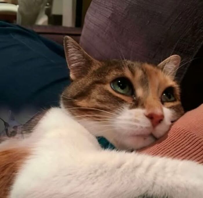 38 zdjęć kotów tak uroczych i chaotycznych, iż natychmiast poprawią Ci humor