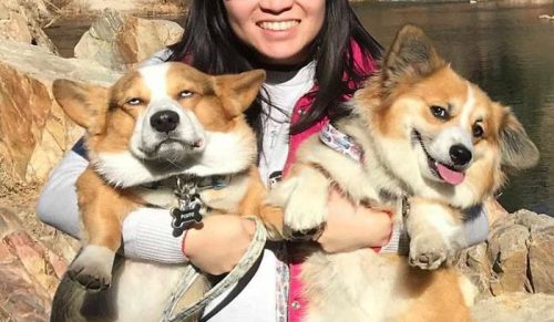 Grupa na Facebooku poświęcona niezadowolonym corgi