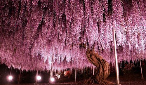 W tej internetowej grupie ludzie dzielą się botanicznymi cudami