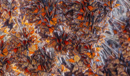 Pośród morza motyli monarchów w Meksyku