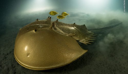 30 Zdumiewających Zdjęć Podwodnych Odsłaniających Tajemnicze Życie Pod Falami