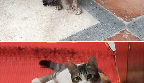 Przed i po adopcji: wzruszające metamorfozy kotów