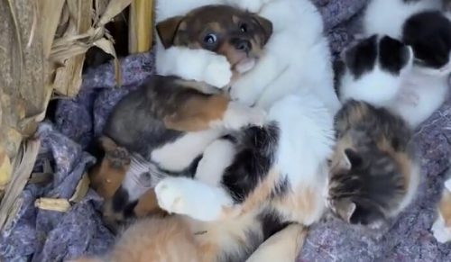 65 uroczych zdjęć, które oczyszczają wzrok