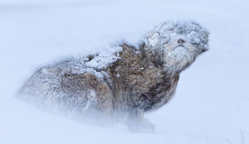 Wyniki konkursu Nature inFocus 2025 – laureaci i wyróżnienia