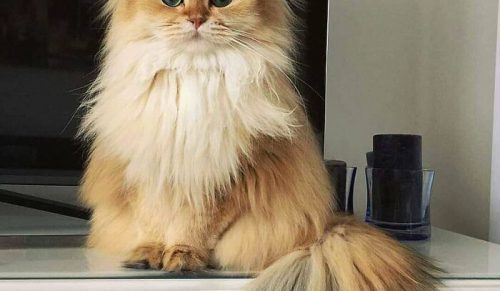 Internetowa społeczność zbiera zdjęcia „kocich supermodelek”, które doskonale pozują