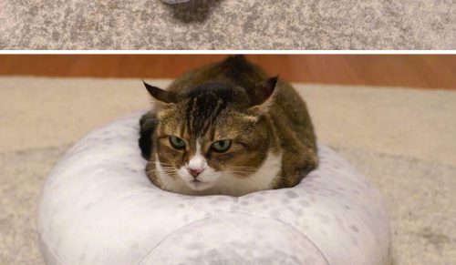 50 najlepszych kocich postów, przy których trudno oderwać wzrok