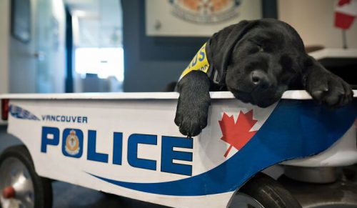 50 uroczych szczeniąt szkolących się na psy policyjne