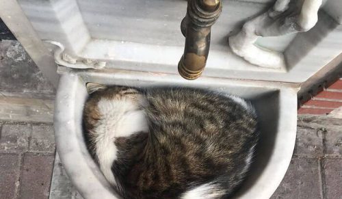 50 zdjęć najurokliwszych kotów Stambułu